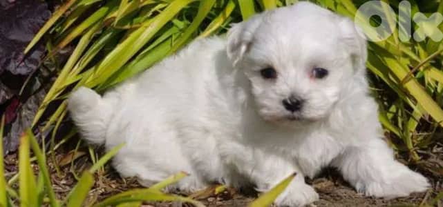 bichon maltais