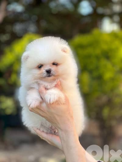 pomeranian teacup toy face