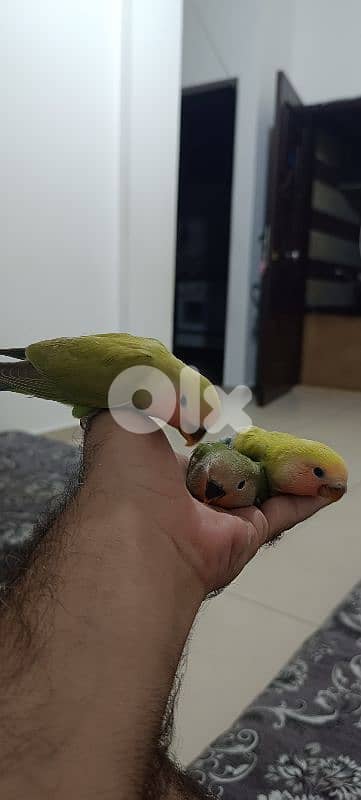 فرخ روز