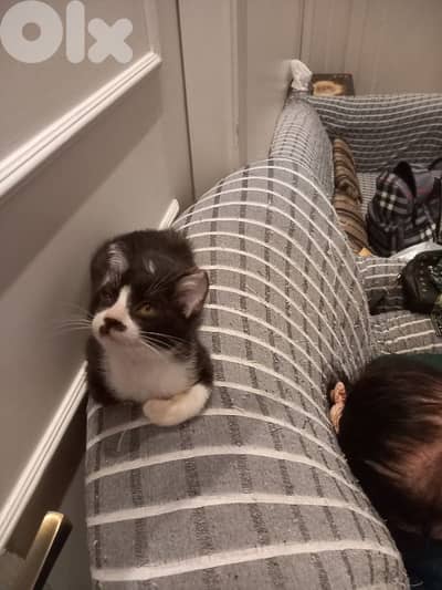 بسينات للتبني