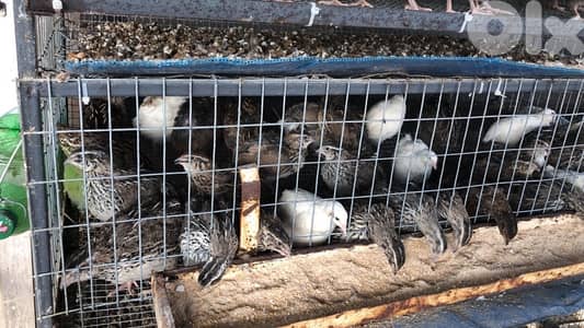 فري و بيض فري و لحم فري للاكل