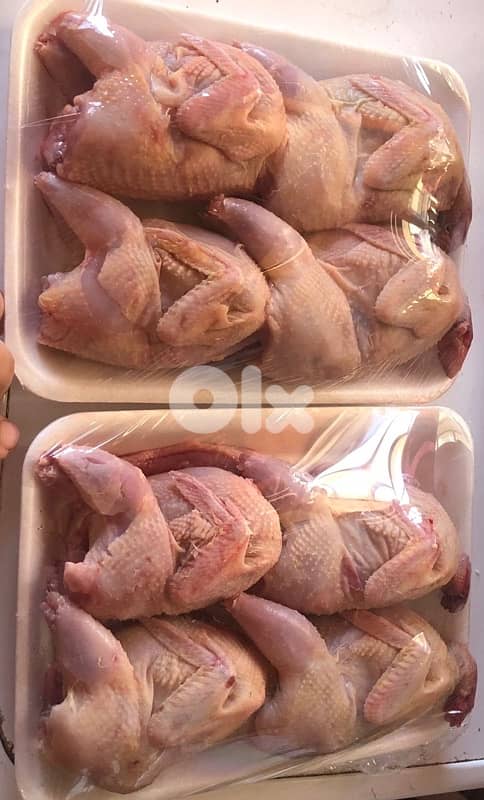 فري و بيض فري و لحم فري للاكل 2