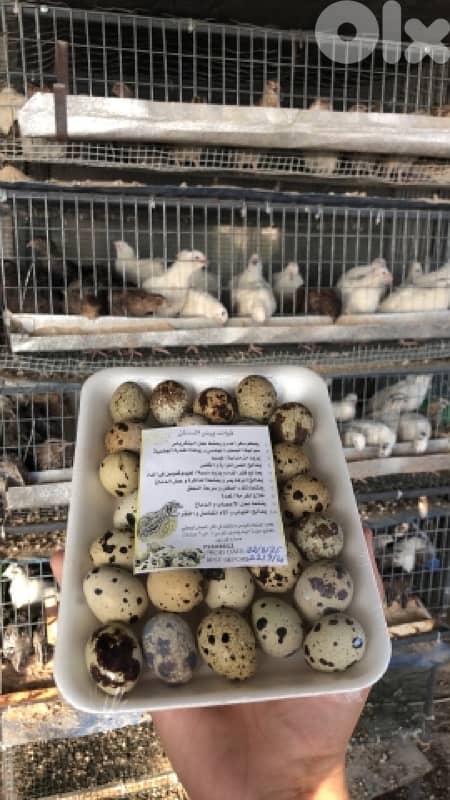 فري و بيض فري و لحم فري للاكل 3