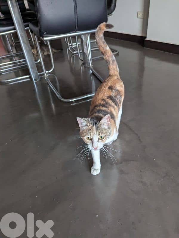 Two spayed female kittens (10 months, 14 months) and their gear/toys 1