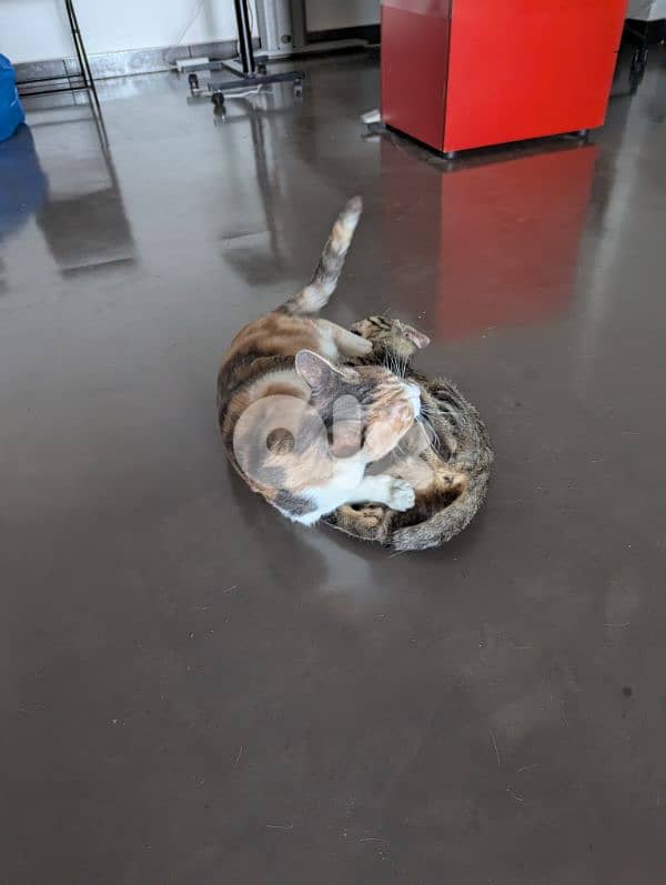 Two spayed female kittens (10 months, 14 months) and their gear/toys 2