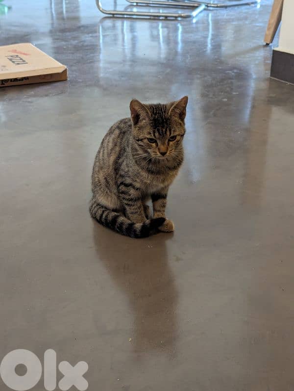 Two spayed female kittens (10 months, 14 months) and their gear/toys 3