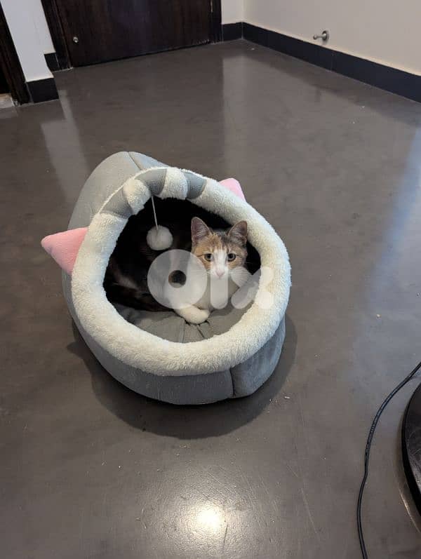 Two spayed female kittens (10 months, 14 months) and their gear/toys 4