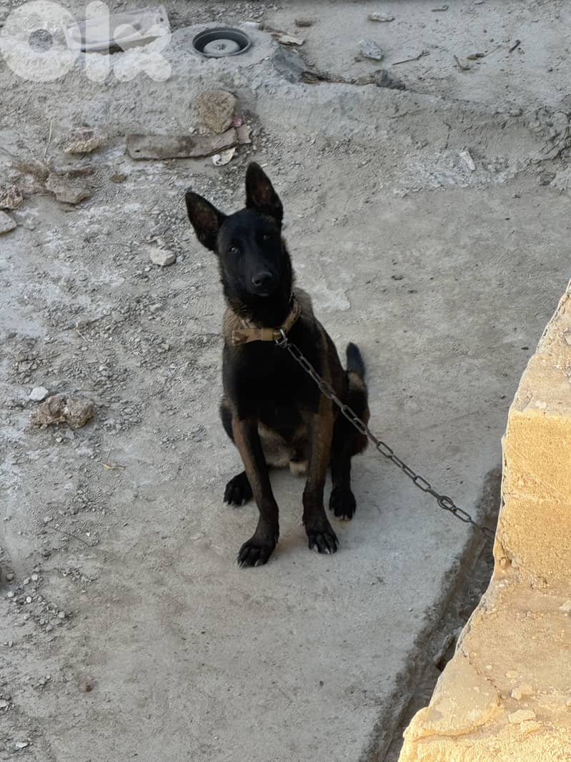 Malinois 1