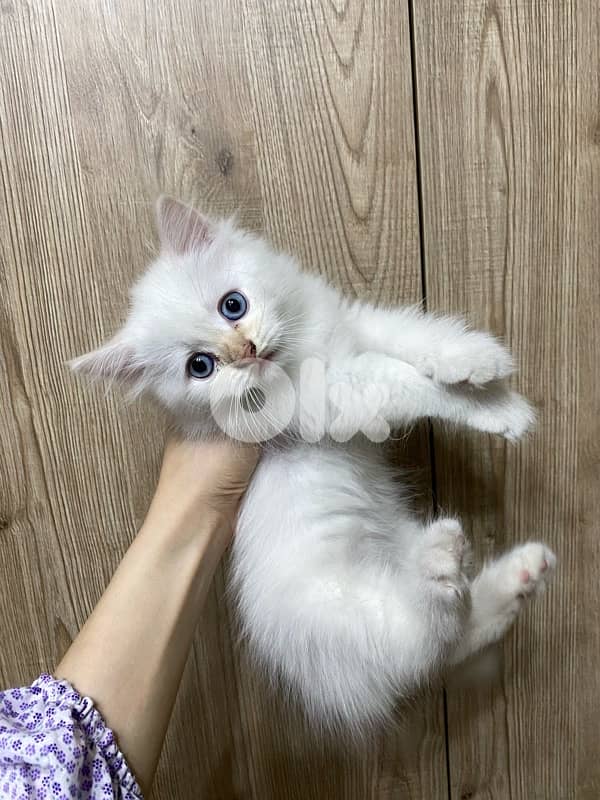 Himalayan Kittens for Sale 0