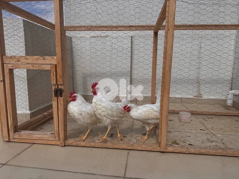 قفص مع ديوك 1