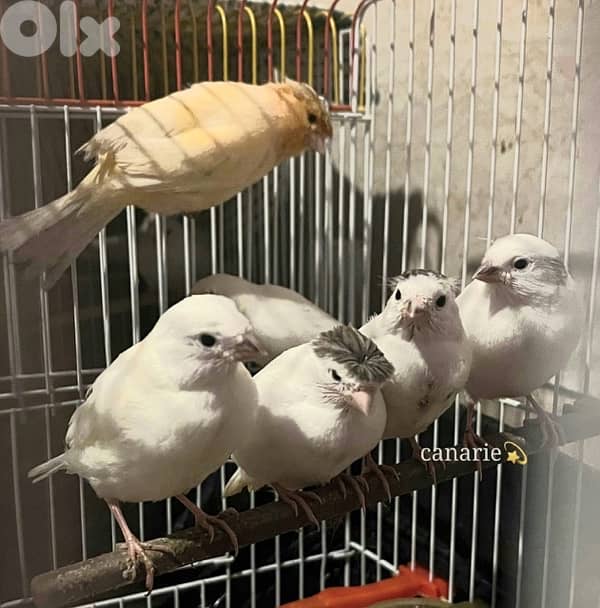 ١١ عصفور كنار + ٢ قفص 4