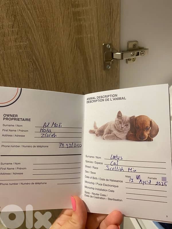 scottish kitten 10