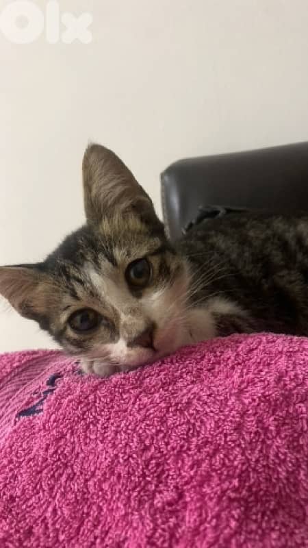 Cat للتبني 2