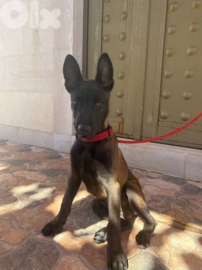 belgian malinoi dog