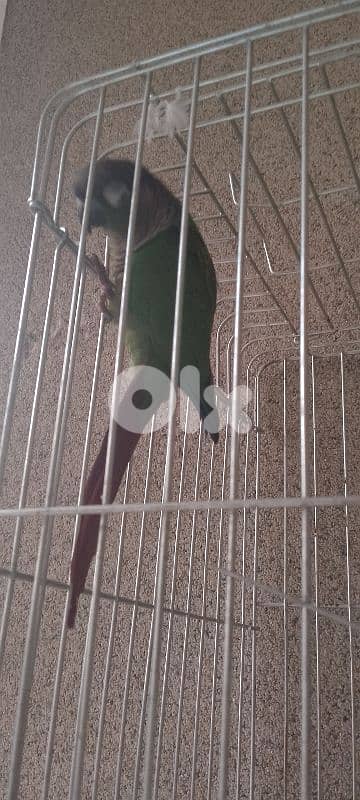 conure green cheek 1