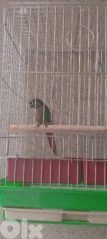 conure green cheek 2