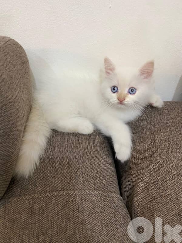 Himalayan Kittens 0