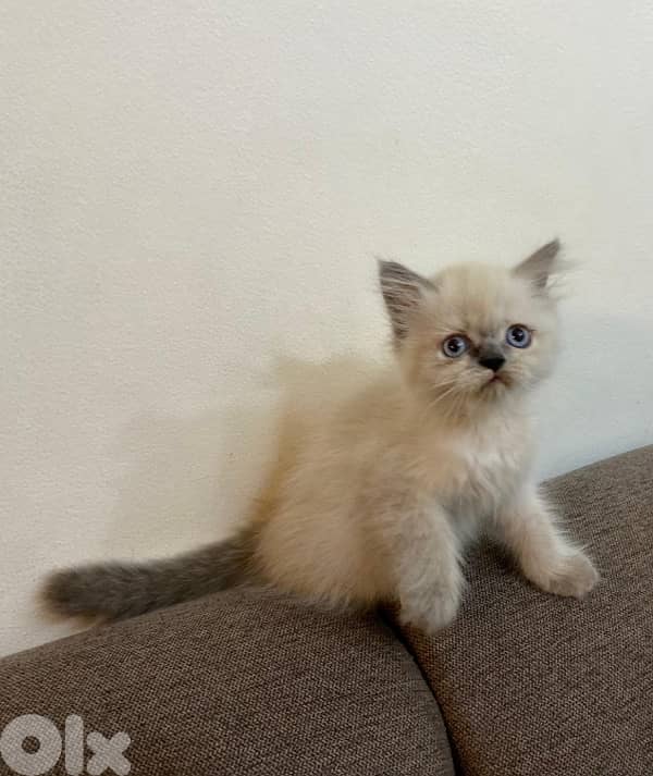 Himalayan Kittens 1