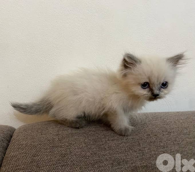Himalayan Kittens 2