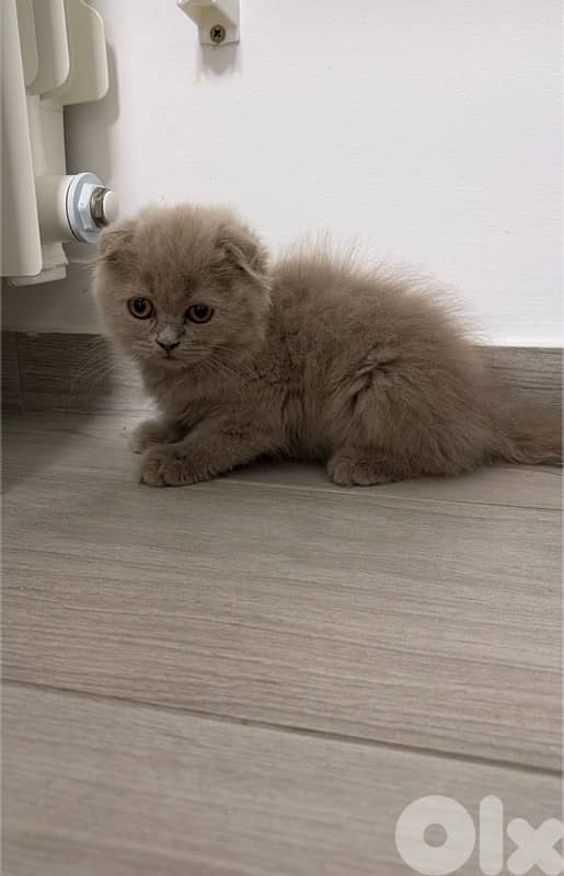 SCOTTISH FOLD CAT GREY 0