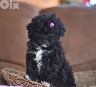 Black Toy Poodle Small Size Puppies Available/ dog كلاب