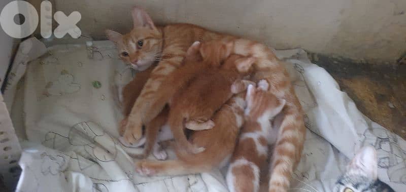 6 kitten with mom for adoption 1