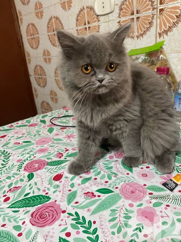 cats for sale 4 months and 10 days age 1