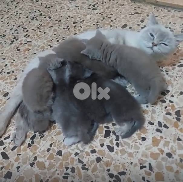 cat British 0