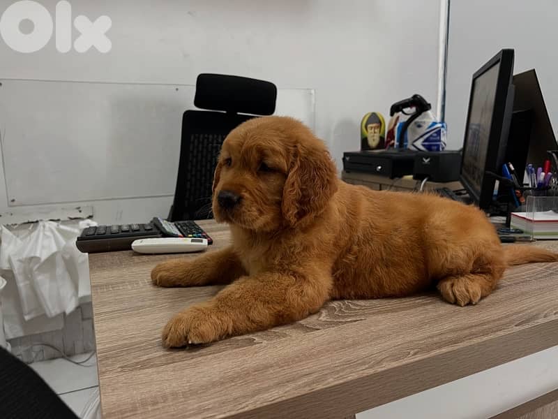 top golden retriever puppies 0