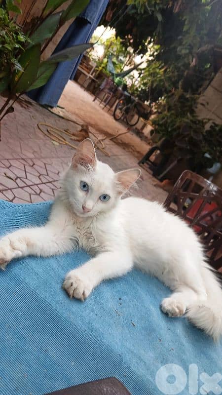 turkish angora for adopt 0