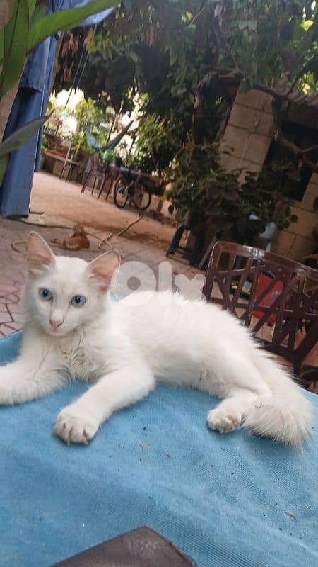 turkish angora for adopt 1