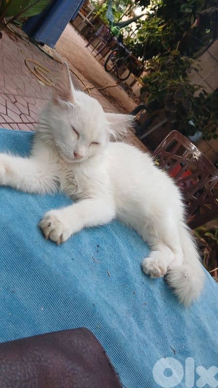 turkish angora for adopt 2