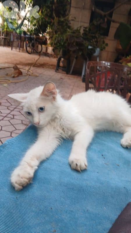 turkish angora for adopt 3