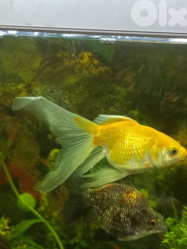 Full Aquarium + Gold Fish (Ryukin, Red Cap, Fancy Tail) + their babies 5