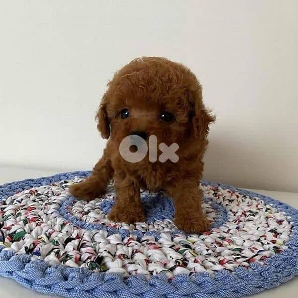 Small Cute Poodle Toy Puppies/ dog كلاب 0
