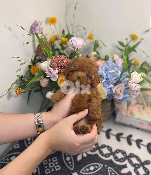 Tiny Toy Poodle Puppies Available/ dog  كلاب 0