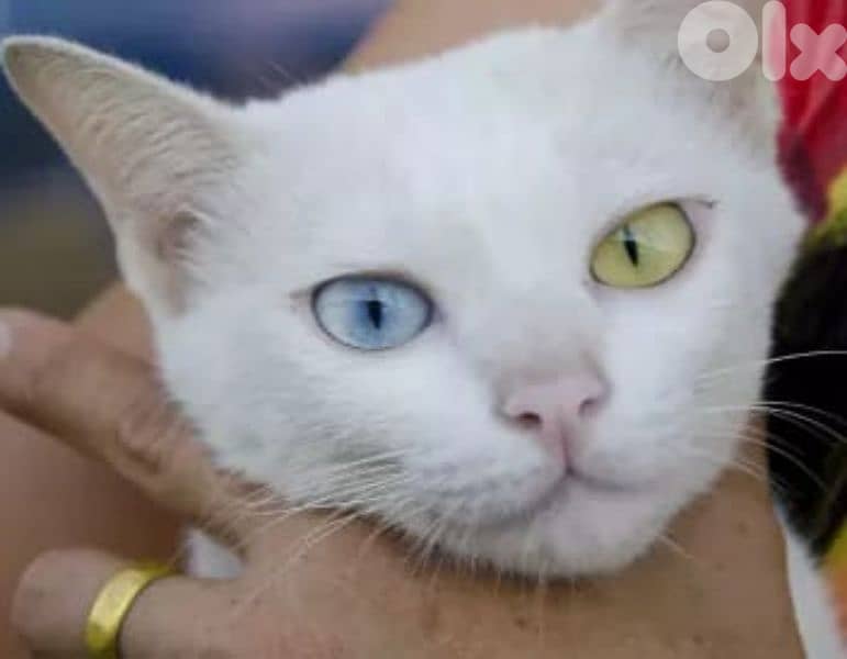Khao Manee cat 1