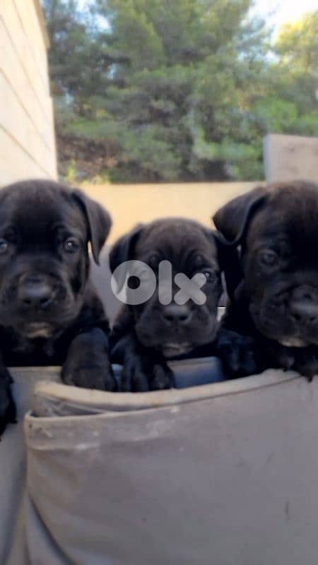 cane corso 2
