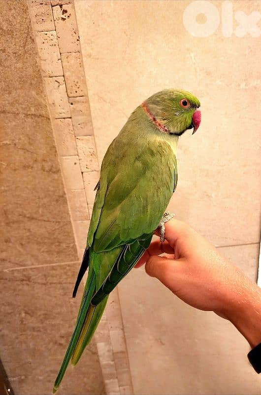Friendly Tamed Indian Ringneck Parrot ببغاء دره هندي اليف 1