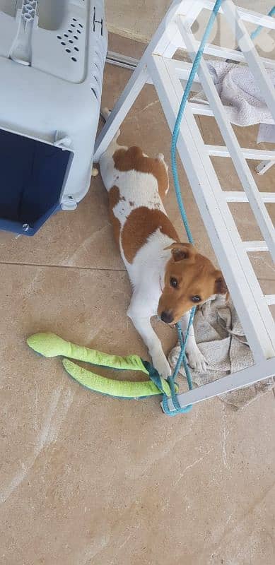 jack russel puppy 11months shortsize