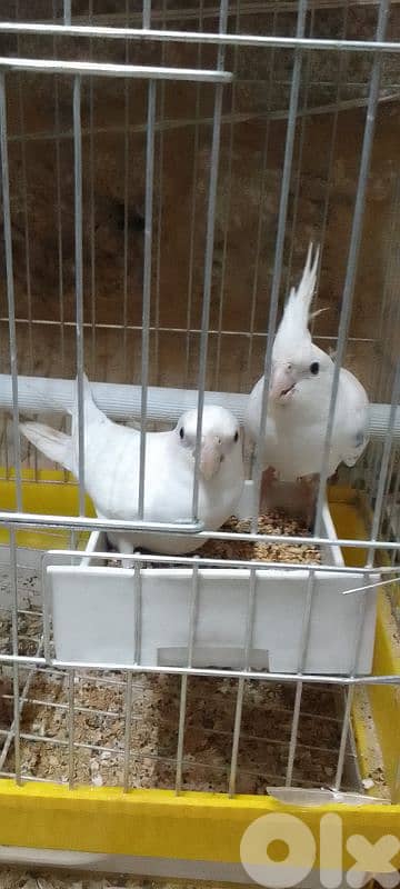 جوز كروان ألبينو عيون حمر 0