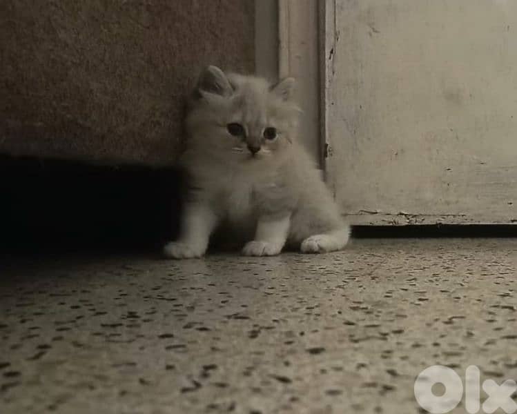 mix kitten 1