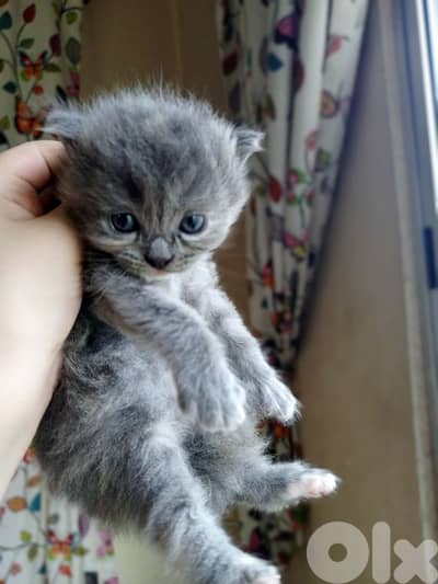 kittens