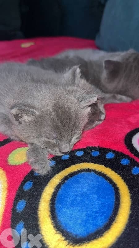4 cats 3