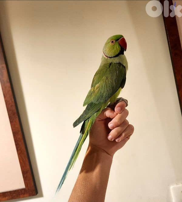 Friendly Tamed Indian Ringneck Parrot ببغاء دره هندي اليف 0