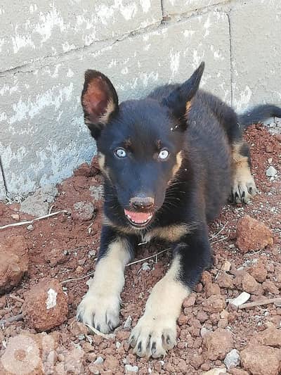 A litle cute puppy for adoption
