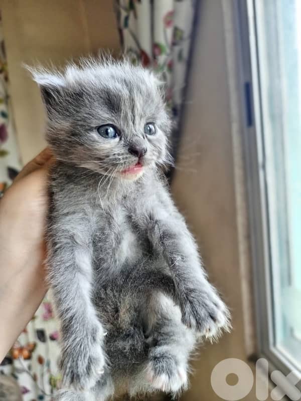 3 kitten cats , breeder 0