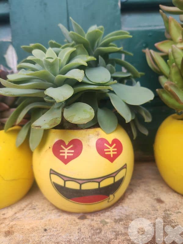 succulents 4