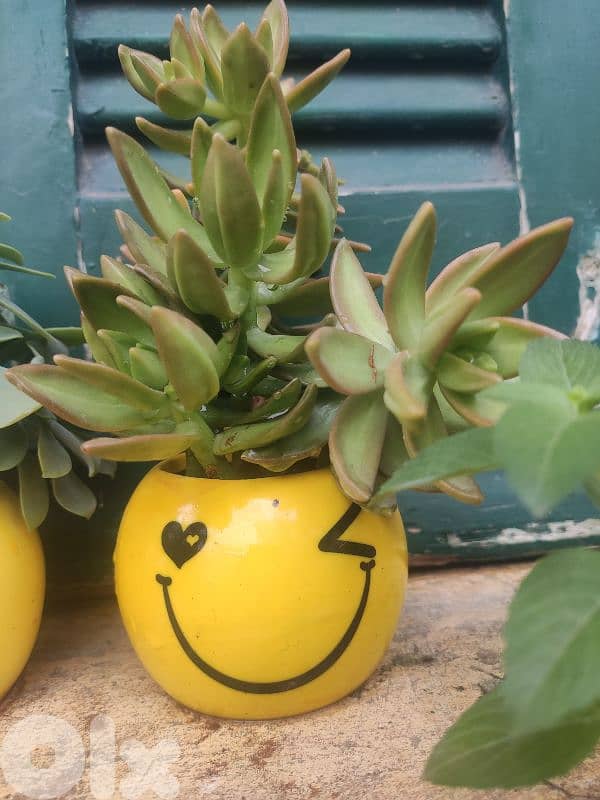 succulents 5