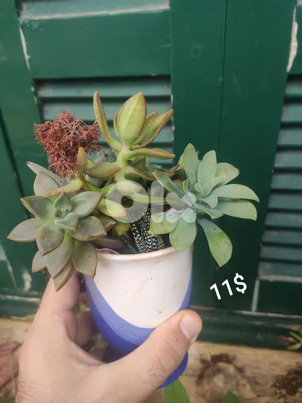 succulents 8